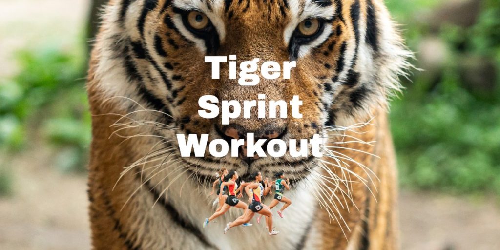 Tiger Sprint Workout