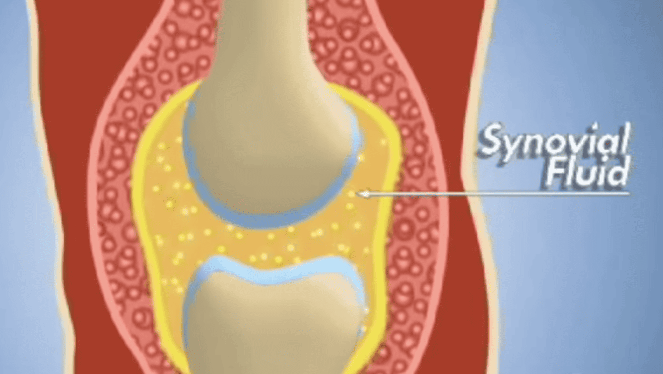 Synovial Fluid StayOnTheCourt Com Synovial Fluid StayOnTheCourt Com
